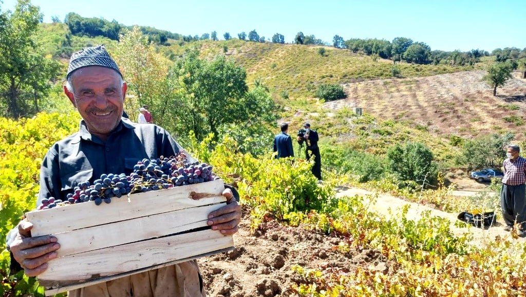 Grape harvest from the vineyards of Qazvin and Kurdistan