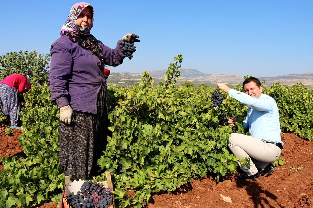 Grape harvest from the vineyards of Qazvin and Kurdistan