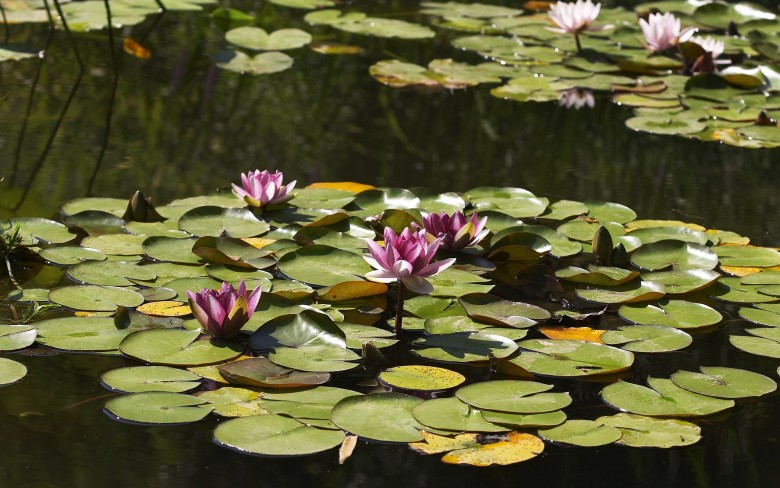 Sarab Niloufar (Lotus Pond): A Tranquil Oasis in Iran