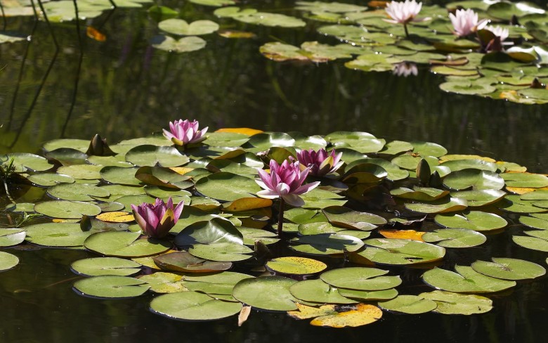 Sarab Niloufar (Lotus Pond): A Tranquil Oasis In Iran Sarab Niloufar (Lotus Pond): A Tranquil Oasis In Iran