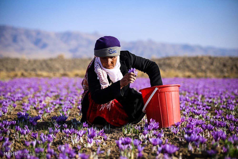 Iranian Saffron - The World’s Most Expensive Spice Image