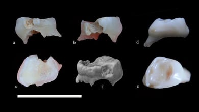 175,000-Year-Old Neanderthal Tooth Found On Dig In Iran 4 175,000-Year-Old Neanderthal Tooth Found On Dig In Iran
