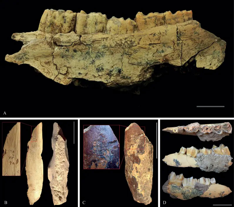 175,000-Year-Old Neanderthal Tooth Found on Dig in Iran