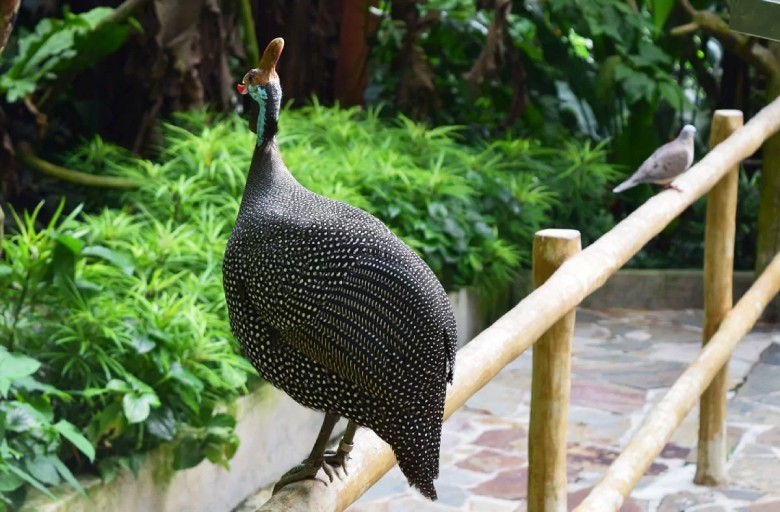 Kish Bird Garden: A Feathered Paradise 3 Bird Garden Kish Island
