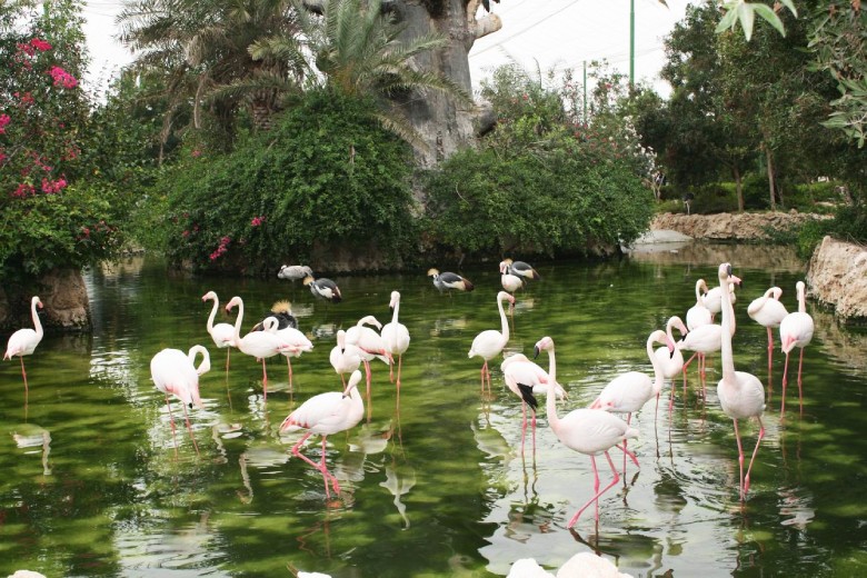 Kish Bird Garden: A Feathered Paradise 2 Bird Garden In Kish Island