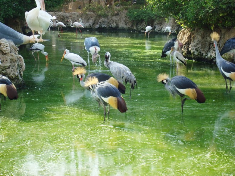 Kish Bird Garden: A Feathered Paradise 4 Birds In Kish Bird Garden