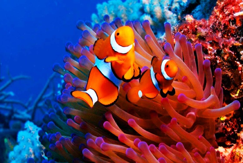 Kish Aquarium: All You Need to Know Before You Go