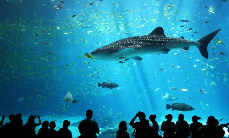 Kish Aquarium, Iran