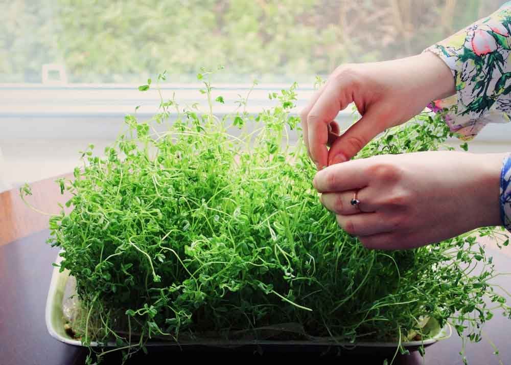 Sizdah Bedar: Celebrate Nowruz With A Picnic 4 Sizdah Bedar: Tying Knots For Future Hopes And Dreams