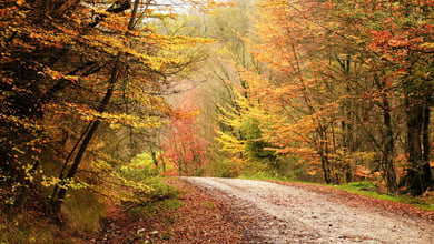 Naharkhoran Forest Park 4 Naharkhoran Forest, Golestan, Iran