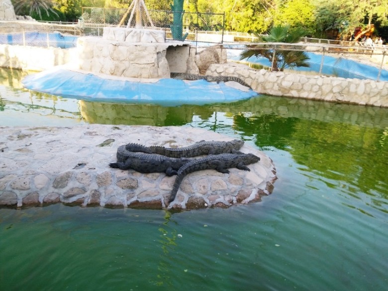 Kish Bird Garden: A Feathered Paradise 8 Other Animals At Kish Bird Garden