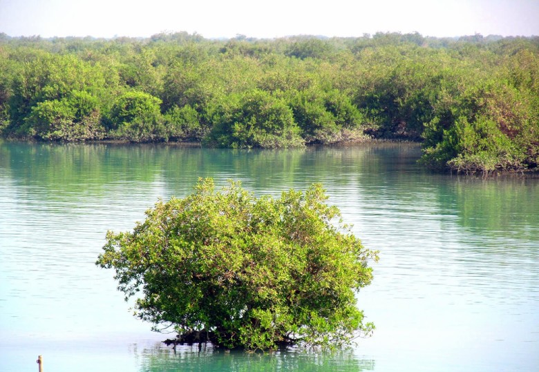 Chabahar Mangrove Forests