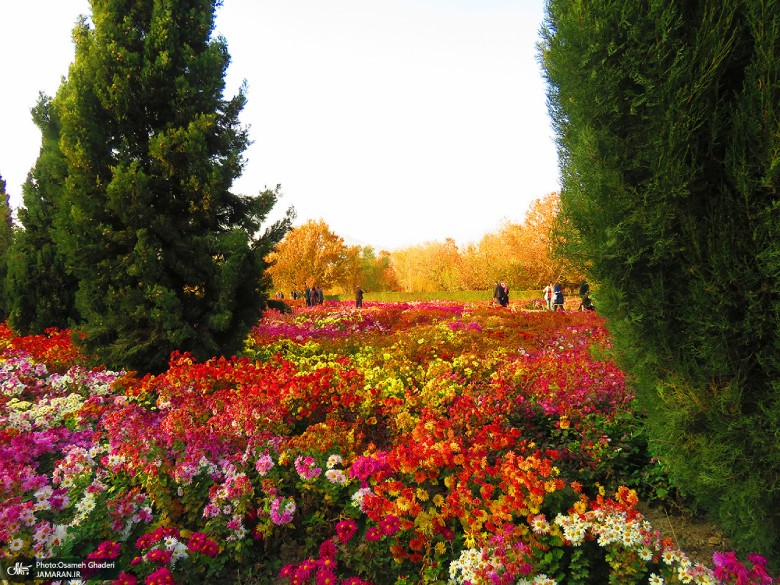 Colorful Flowers of Tehran Botanical Garden