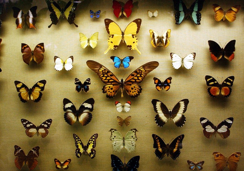 Insect Museum of Tehran Botanical Garden