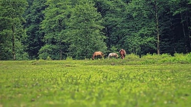 Lafoor Forest In Mazandaran: A Millennium Of Iranian Nature! 2 Lafoor Forest In Mazandaran