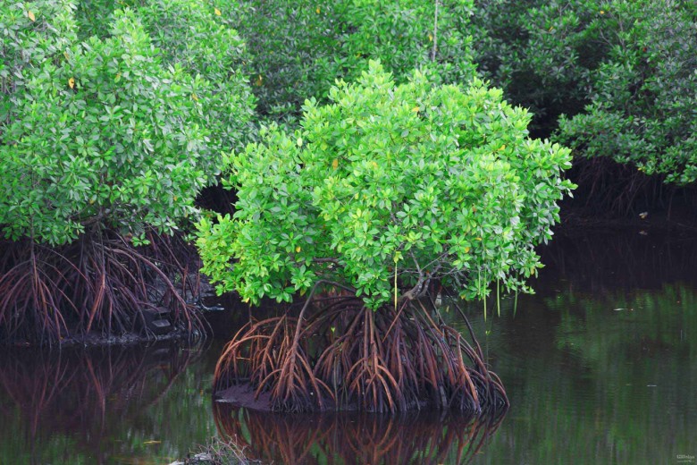 Mangrove Forests Chabahar Iran