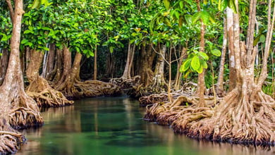 Mangrove Forests In Chabahar 3 Mangrove Forests In Chabahar