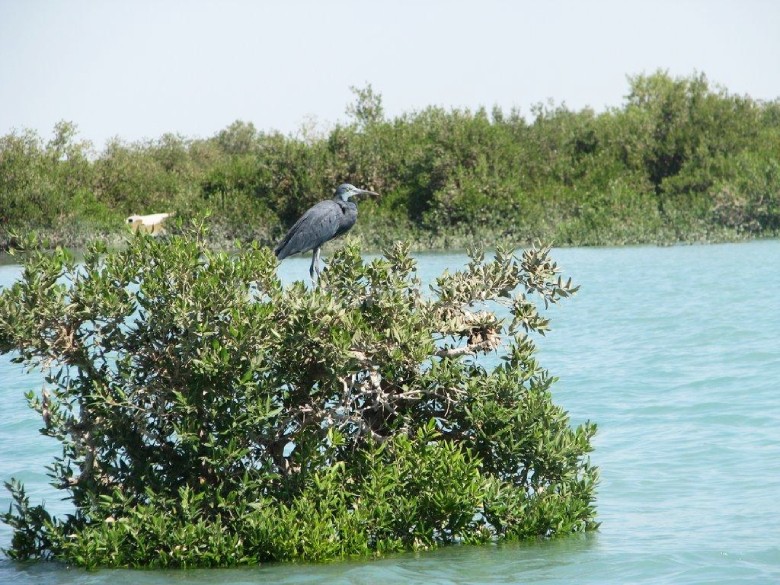 Mangrove Forests of Chabahar