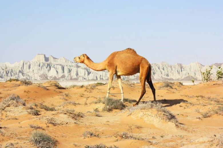 The Best Time To Visit Chabahar, The Port Of Wonders In Iran! 3 Nature Of Chabahar