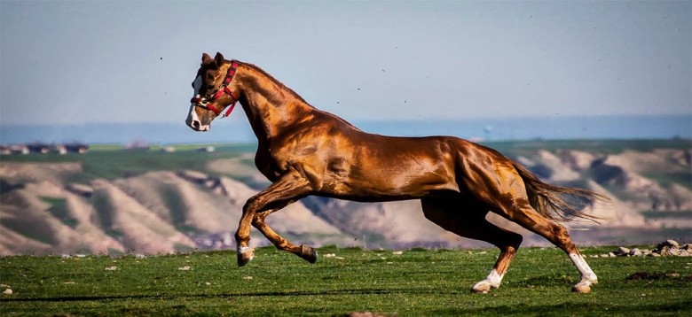 Turkmen Sahra: Experience The Authenticity And Adventure 6 Turkmen Sahra Horses