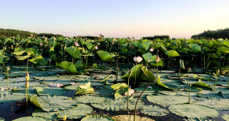 Discover Bandar Anzali: A Premier Destination In Northern Iran 2 Anzali Lagoon In Gilan Province