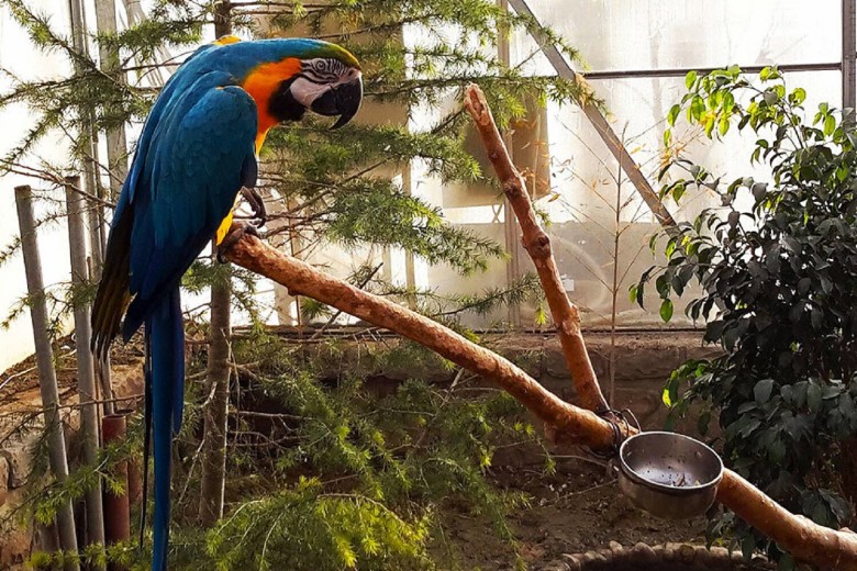 Tehran Bird Garden: A Complete Visitor'S Guide 10 Bird Species In Tehran Bird Garden