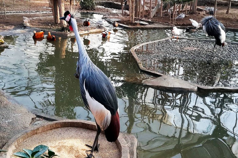 Tehran Bird Garden: A Complete Visitor'S Guide 8 Dashtechar Phase Of Tehran Bird Garden