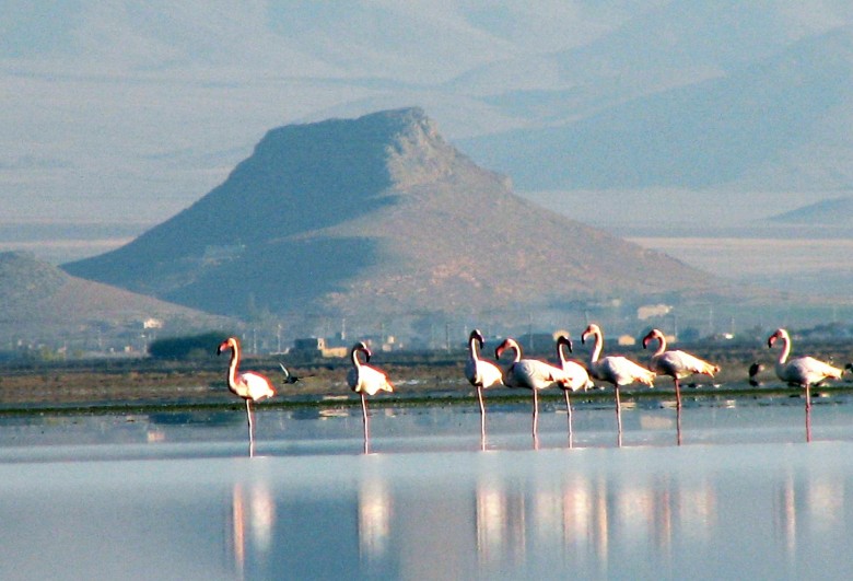 Arak Travel Guide 5 Meighan Wetland, Arak, Iran