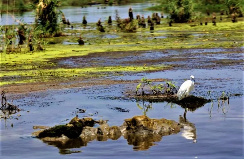 Discover Bandar Anzali: A Premier Destination In Northern Iran 3 Sorkhankal Wildlife, Anzali