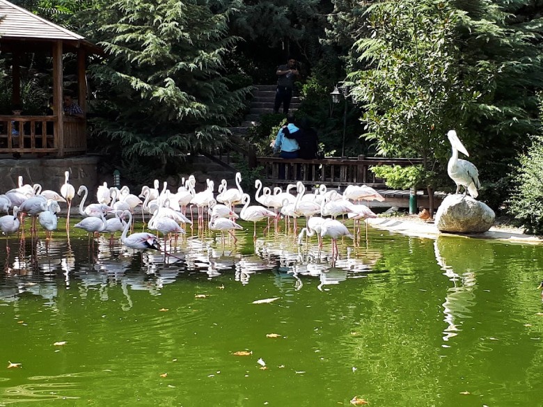 Tehran Bird Garden: A Complete Visitor'S Guide 6 Tehran Birds Garden