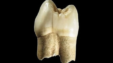 Discovery Of A 180,000-Year-Old Tooth In Qaleh Kord Cave, Qazvin 6 Discovery Of A 180,000-Year-Old Tooth In Qaleh Kord Cave, Qazvin