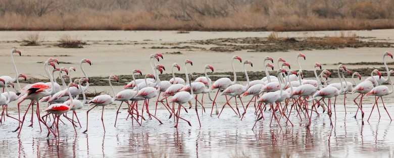 Discover Varzaneh: A Desert City Near Isfahan 6 Gavkhouni Wetland