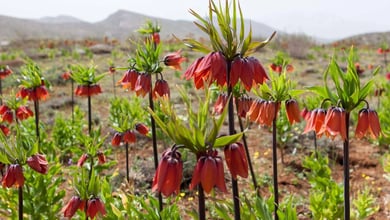 Flowers From Iran: A Cultural Journey Of Beauty And Significance 15 Red Fritillaria Imperialis Flowers In The Iranian Mountains Flowers Valley In Iran