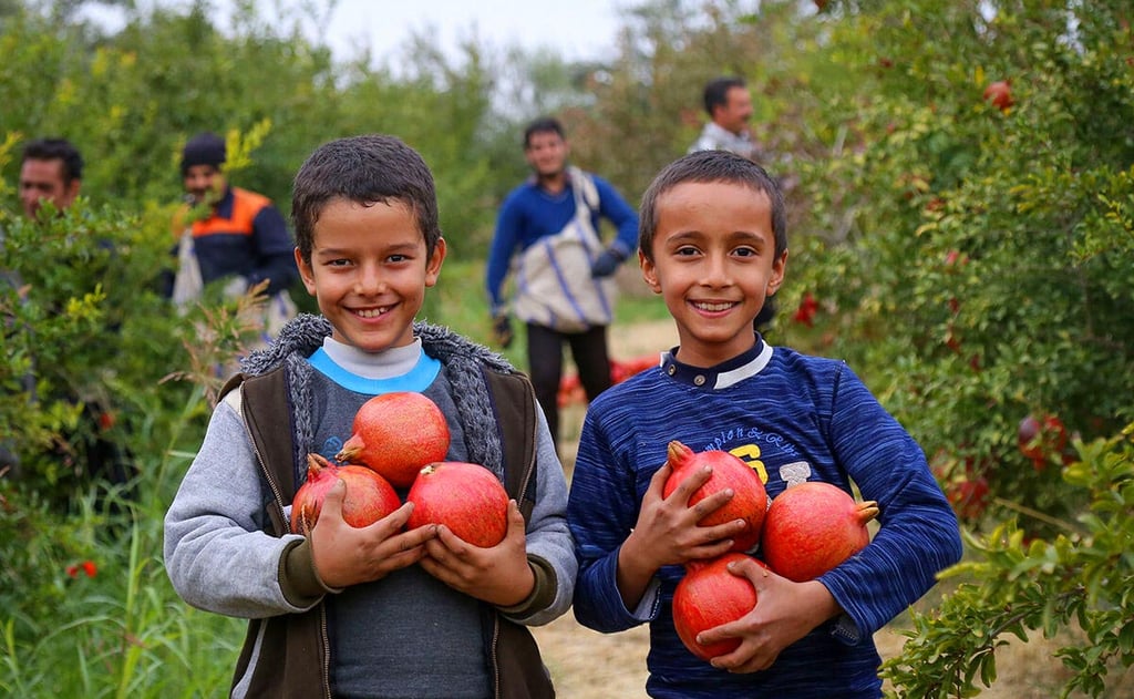 The Pomegranate In Iran: A Symbol Of Life, Faith, And Art 18 The Grand Pomegranate Festival