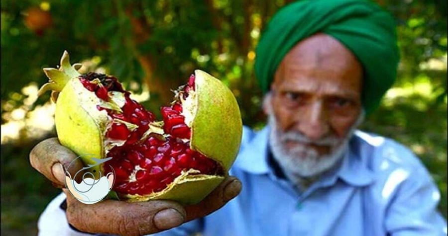 The Pomegranate In Iran: A Symbol Of Life, Faith, And Art 17 The Grand Pomegranate Festival