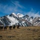 Mongolia Nature