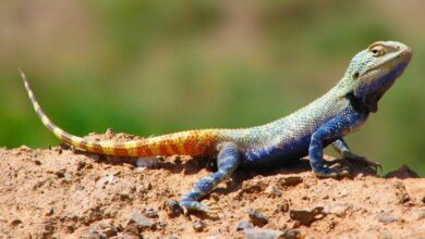 Explore Turan National Park: Iran'S Wildlife Haven And Nature'S Wonder 3 Turan National Park Or Khar Turan National Park
