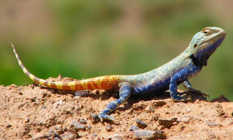 Explore Turan National Park: Iran'S Wildlife Haven And Nature'S Wonder 1 Turan National Park Or Khar Turan National Park