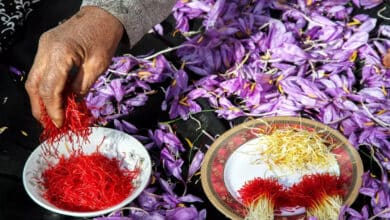 Iranian Saffron - The World’s Most Expensive Spice 1 Iranian Saffron