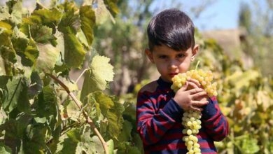 Grapes Harvest In Northeastern Iran