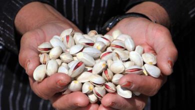 Pistachio Harvest In Central Iran 10 Pistachio