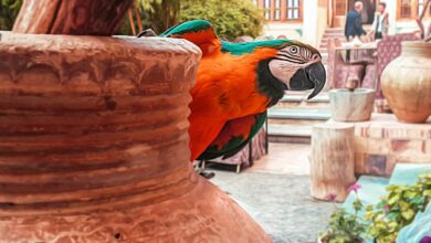 Yazd Hotels: 5 And 4-Star Luxury Accommodations 4 Moshir Al Mamalek Hotel Yazd