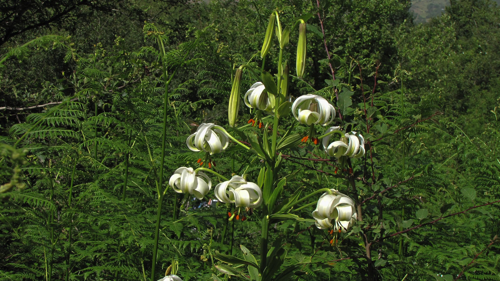 Sousan E Chehel Cheraagh (Lilium Ledebourii) Sousan E Chehel Cheraagh (Lilium Ledebourii)