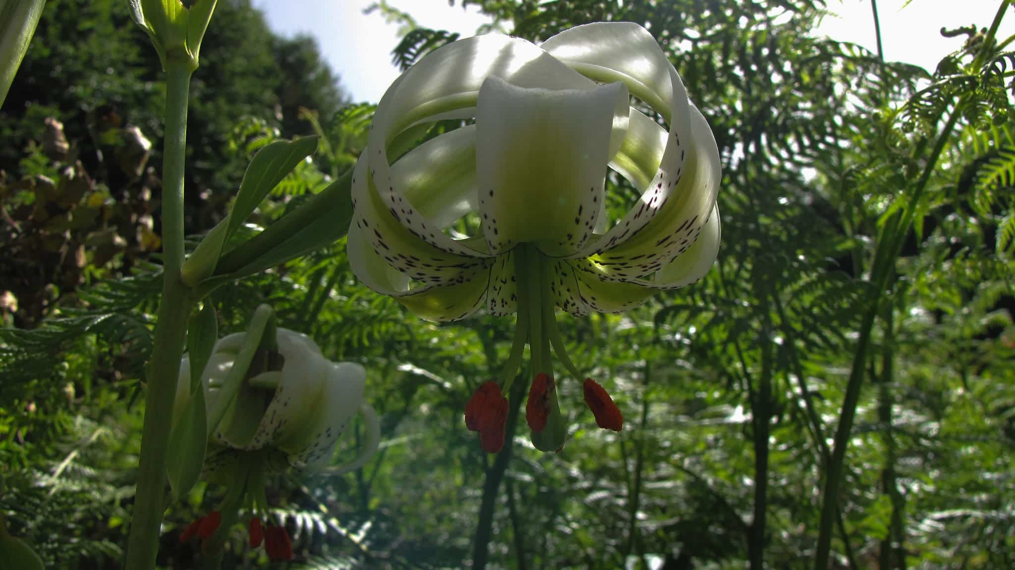 Sousan E Chehel Cheraagh (Lilium Ledebourii) Sousan E Chehel Cheraagh (Lilium Ledebourii)