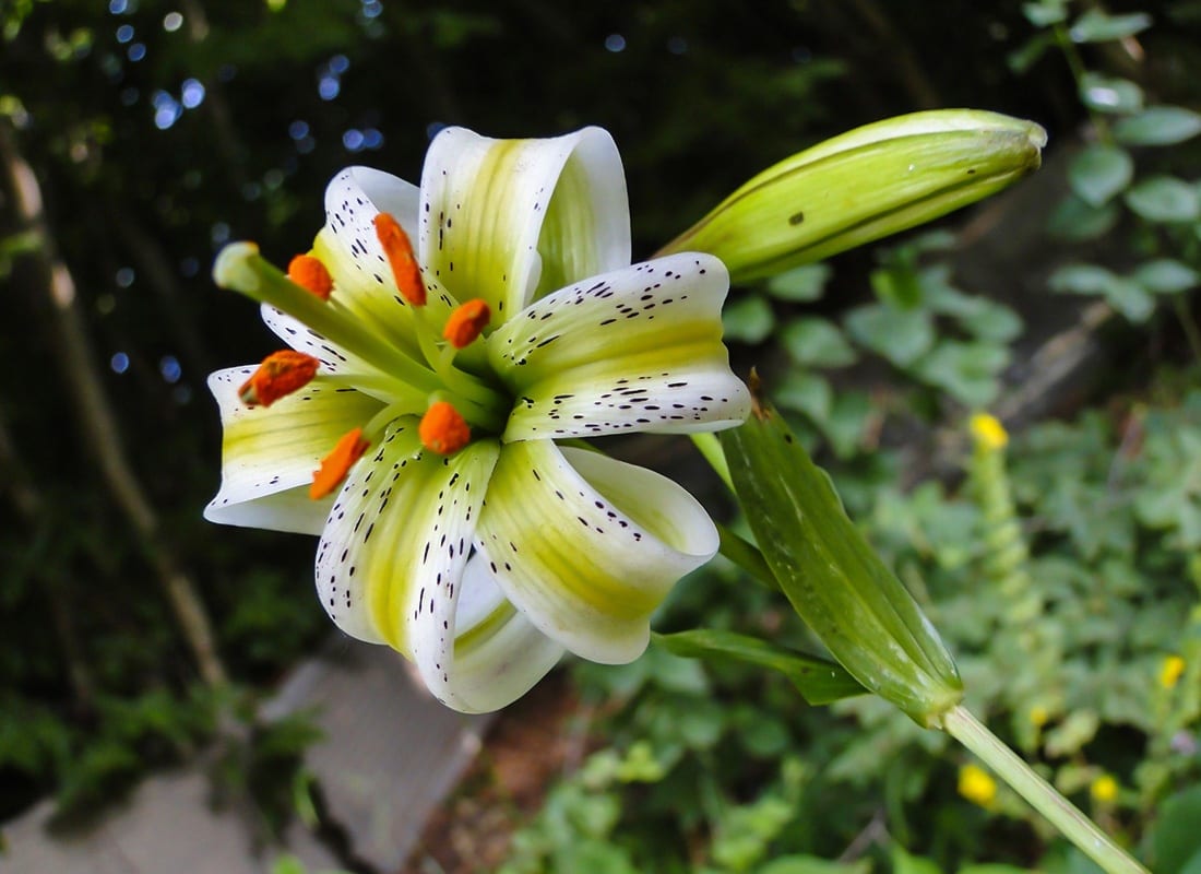 Sousan E Chehel Cheraagh (Lilium Ledebourii) Sousan E Chehel Cheraagh (Lilium Ledebourii)