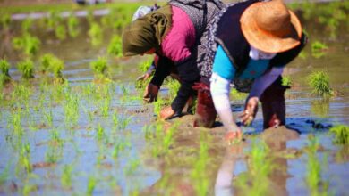 Rice Cultivation In Iran: The Ultimate Guide 2 All About Rice In Iran Rice Travel