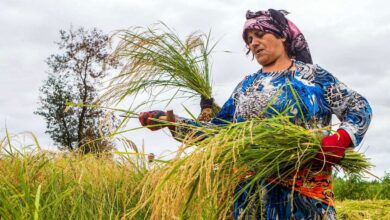 In Pictures: Among The Rice Paddies Of Iran - Gilan'S Rice Season 3 Among The Rice Paddies Of Iran Gilan'S Rice Season