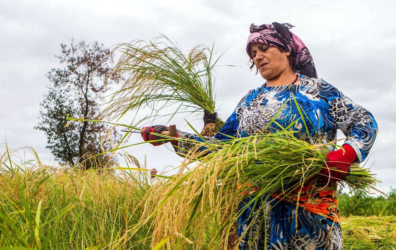 Among The Rice Paddies Of Iran Gilan's Rice Season