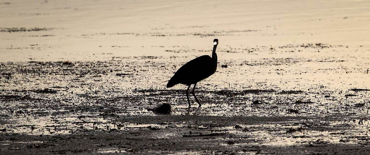 The Wonderland of Anzali Wetland – SURFIRAN