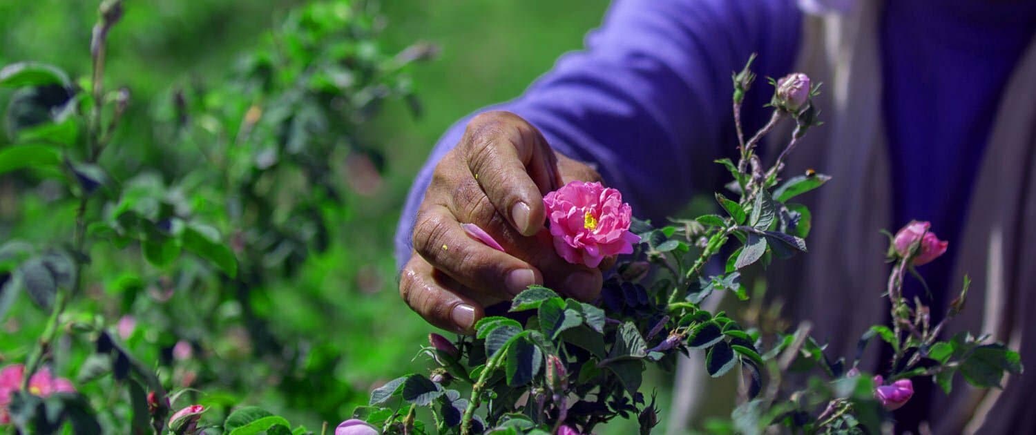 Aromatic Festival Of Damask Rose Aromatic Festival Of Damask Rose